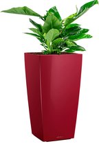Philodendron Imperial Green in watergevende Cubico rood | Philodendron