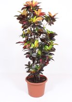 Kamerplant van Botanicly – Croton – Hoogte: 145 cm – Codiaeum variegatum Iceton