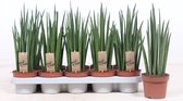 Kamerplanten van Botanicly – 4 × Vrouwentongen – Hoogte: 35 cm – Sansevieria Mikado