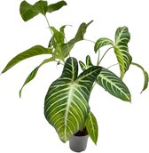 SIMPLYBLOOM.EU - Xanthosoma Lindenii