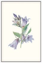 Ruig Klokje (Nettle Leaved Bellflower) - Foto op Akoestisch paneel - 60 x 90 cm