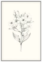 Zeepkruid zwart-wit Schets (Soapwort) - Foto op Akoestisch paneel - 60 x 90 cm