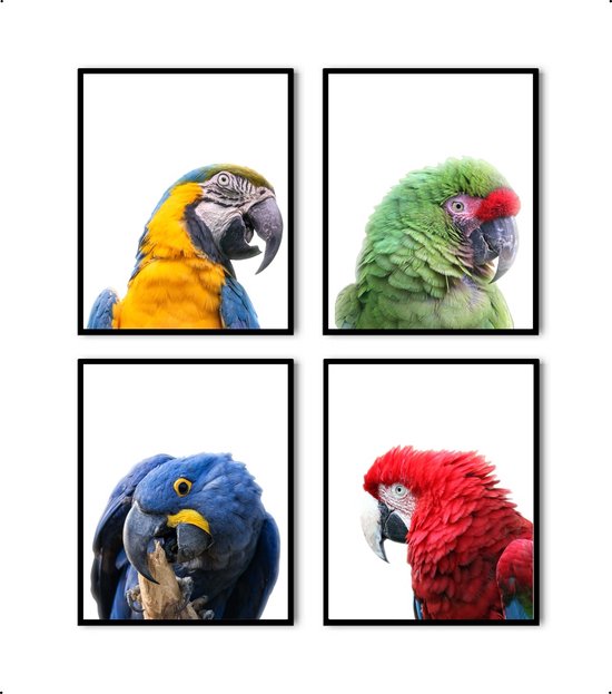 Poster Set 4 Papagaaien blauw geel groen rood / Jungle / Safari / 80x60cm