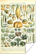 Affiche Légumes - Carotte - Oranje - 20x30 cm