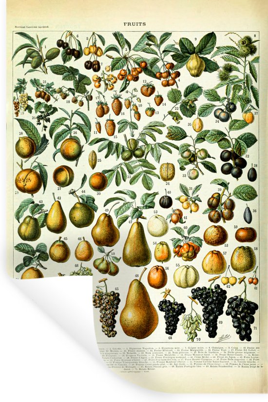 Stickers muraux - Film adhésif - Adolphe Millot - Vintage - Fruits - Poire - Raisins - 20x30 cm - Film adhésif - Stickers muraux Chambre d'enfant - Papier peint autocollant