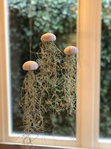 Jellyfish Airplant Medium set van 3 - Zee-egel luchtplantje met spaans mos ↑ 25 cm ⌀ 5 cm