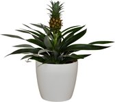 ZynesFlora - Ananasplant in Witte Sierpot - Ø 12 cm - Hoogte: 30 - 40 cm - Luchtzuiverend - Kamerplant - Kamerplant in Pot