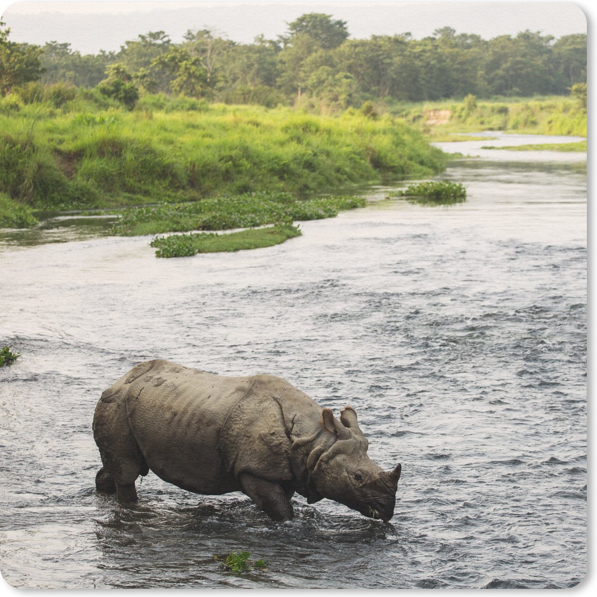 Muismat 30x30 cm - Mousepad Neushoorn in het water - Muismatten