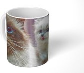 Mok - Twee schattige Perzische kittens - 350 ML - Beker - Uitdeelcadeautjes