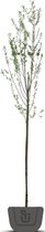 Sneeuwklokjesboom | Halesia carolina | meerstammig | Spil: 175-200 cm