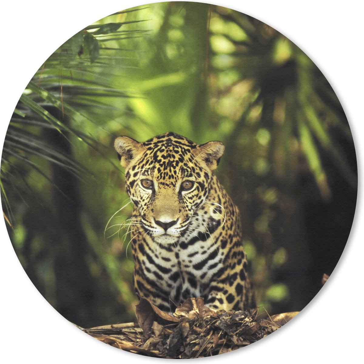 Muismat rond 30x30 cm - Mousepad Jonge jaguar in de jungle - Ronde muismatten