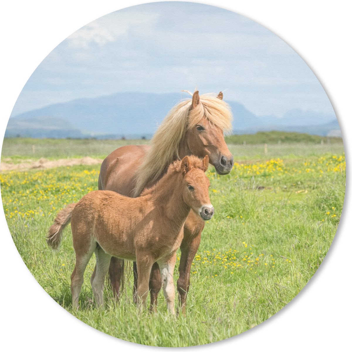 Muismat rond 20x20 cm - Mousepad Paarden - Veulen - Berg - Ronde muismatten
