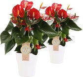Duo Anthurium Red Champion in keramiek Anna (wit) ↨ 40cm - 2 stuks - hoge kwaliteit planten
