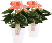 Duo Anthurium Spirit in keramiek Anna (wit) ↨ 40cm - 2 stuks - hoge kwaliteit planten