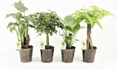 Jungle Mix in Iron-Leaf ↨ 40cm - 4 stuks - hoge kwaliteit planten