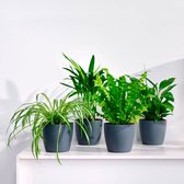 Mix van 4 luchtzuiverende kamerplanten | Areca - Neprolepis - Spathiphyllum - Chlorophytum | Incl.  sierpot donker - ↑ 25-30cm - Ø 12cm