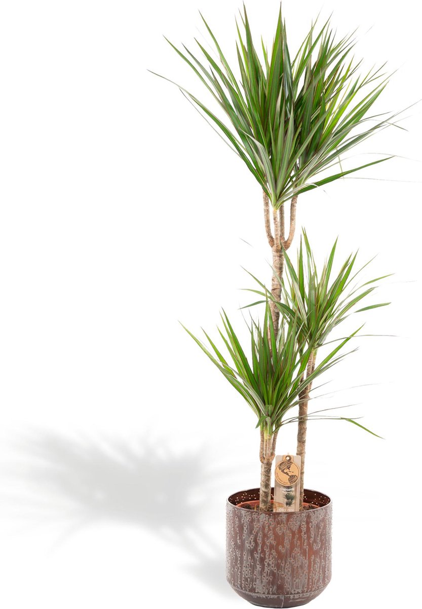 XXL Dracaena Marginata met metalen pot bruin - Drakenbloedboom - 120 cm hoog, ø21cm - Grote Kamerplant - Tropische palm - Luchtzuiverend - Vers van de kwekerij