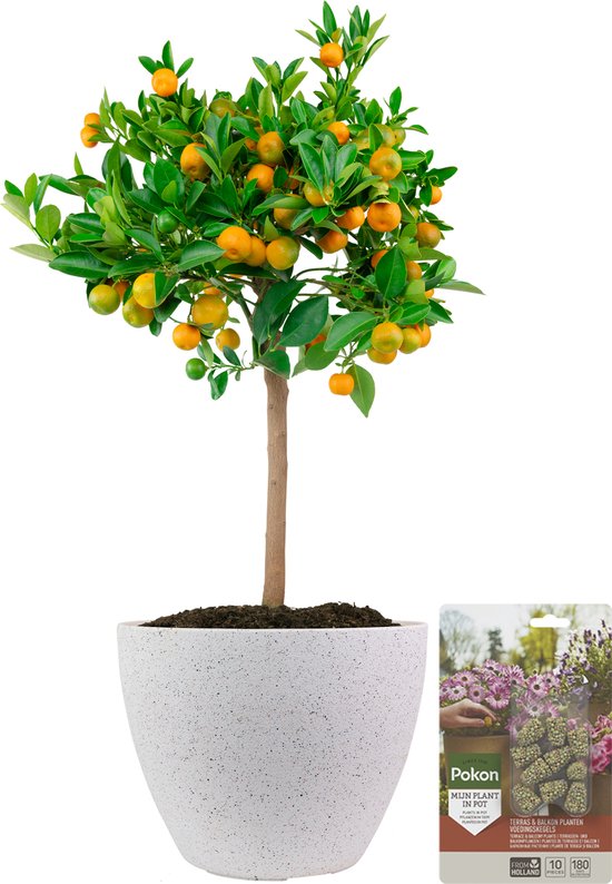 Pokon Powerplanten Citroenboom ↕60 cm - Buitenplant - in Pot (Nova, Terrazzo Wit) - Citrus Calamondin - Plantenvoeding inbegrepen