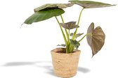 Alocasia Wentii Met mand - Olifantsoor - 65cm hoog , 19Ø - Kamerplant