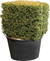 Taxus Baccata S 135 cm tuinplant