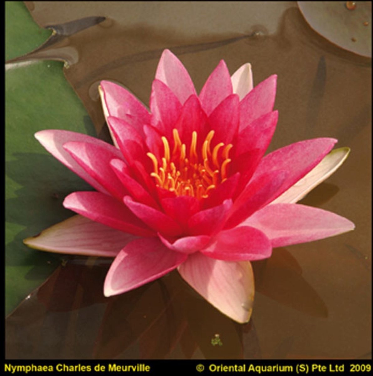 Moerings Nymphaea Charles de Meurville | Waterlelie | In 11CM pot