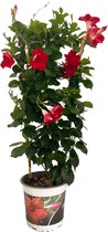 ZynesFlora - Mandevilla - Sundaville - Ø 17 cm - ↕ Hoogte: 65-70cm – Terrasplant – Tuinplant - Buitenplant - Winterhard