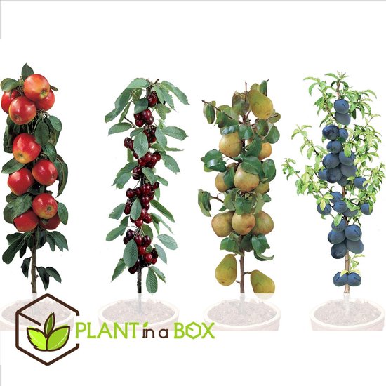 Comment installer un arbre fruitier en colonne ? - M6