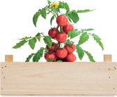 Kweekset tomaten - Moestuin - Kweekbak - Moestuin zaden - Moestuin artikelen - Biologisch - Tomatenzaden - Houten kistje - Potgrond - Tuincompost - Hout - Set - 3-delig - Moederdag cadeautje