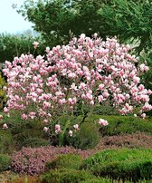 Magnolia soulangeana - Magnolia struik - Magnolia boom winterhard - Winterharde planten voor in de tuin - ↑ 120-140cm - Pot 10L