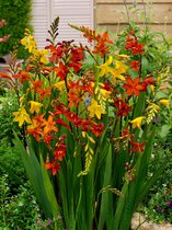 200x Crocosmia 'Crocosmia kleinbloemig gemengd' - BULBi® bloembollen en planten met bloeigarantie