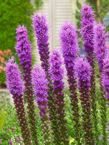250x Vaste planten 'Liatris spicata' - BULBi® bloembollen en planten met bloeigarantie