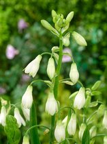 50x Kaapse hyacint 'Galtonia candicans'  - BULBi® bloembollen en planten met bloeigarantie