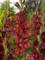 80x Gladiolen 'Chocolate'  - BULBi® bloembollen en planten met bloeigarantie