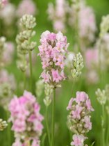 8x Lavendel 'Lavandula angustifolia rosea'  - BULBi® bloembollen en planten met bloeigarantie