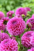 12x Dahlia 'Sandra'  - BULBi® bloembollen en planten met bloeigarantie