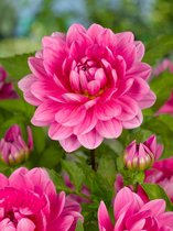 12x Dahlia 'Onesta' - BULBi® bloembollen en planten met bloeigarantie