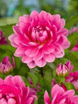 12x Dahlia 'Onesta' - BULBi® Bloembollen met bloeigarantie