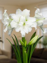 4x Hippeastrum 'Ice queen'  - BULBi® bloembollen en planten met bloeigarantie