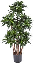 Dracaena Fragrans Compacta - kunstplant