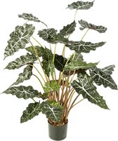 Alocasia Toef