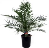Kamerplant van Botanicly – Canarische dadelpalm – Hoogte: 85 cm – Phoenix Canariensis