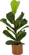 Kamerplant van Botanicly – Vioolplant  in zeegras pot nr. 5 als set – Hoogte: 65 cm – Ficus Lyrata