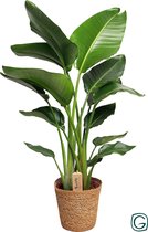 Kamerplant van Botanicly – Paradijsvogelbloem – Hoogte: 75 cm – Strelitzia Nicolai