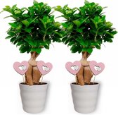 2x Kamerplant Ficus Ginseng - Bonsai - ± 30cm hoog - 12cm diameter - in witte pot