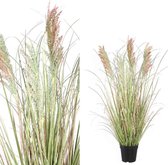 Leaves Plant pink light green pampas grass in pot