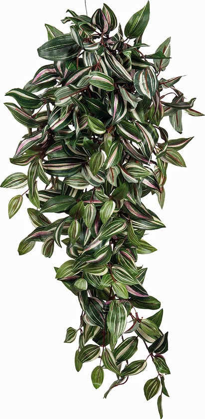 Hangende Tradescantia plant met dichte, groene en roze gestreepte bladeren.