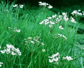 Witte zwanenbloem (Butomus umbellatus 'Schneeweisschen) - Vijverplant - 3 losse planten - Om zelf op te potten - Vijverplanten webshop