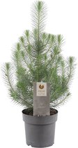 Echte Kerstboom | Pinus pinea "Silver Crest" | Dennenboom | Dennenplant | Kerstboom | ↑ 50-55 cm | Pot-Ø 21 cm