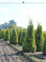 Westerse Levensboom Thuja Yellow Ribbon 140-160 cm, 7x Haagplant