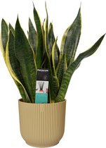 Sansevieria Superba in ELHO Vibes Fold sierpot (botergeel) ↨ 40cm - hoge kwaliteit planten